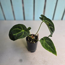 Load image into Gallery viewer, #FR13 Anthurium Hoffmanii x Forgetii
