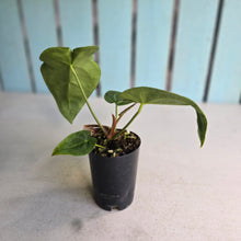 Load image into Gallery viewer, #FR13 Anthurium Hoffmanii x Forgetii