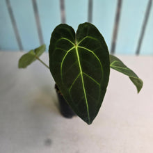 Load image into Gallery viewer, #FR18 Anthurium Hoffmanii x Forgetii