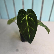 Load image into Gallery viewer, #FR18 Anthurium Hoffmanii x Forgetii