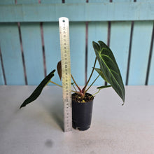 Load image into Gallery viewer, #FR18 Anthurium Hoffmanii x Forgetii