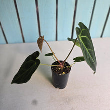 Load image into Gallery viewer, #FR18 Anthurium Hoffmanii x Forgetii