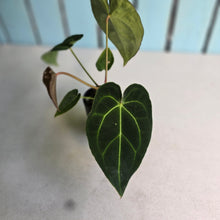 Load image into Gallery viewer, #FR18 Anthurium Hoffmanii x Forgetii