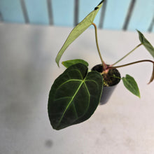 Load image into Gallery viewer, #FR18 Anthurium Hoffmanii x Forgetii
