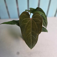 Load image into Gallery viewer, #FR4 Anthurium 'Iris' - 'Fat Face' x Dressleri - @aus.plantmum Hybrid