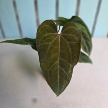 Load image into Gallery viewer, #FR4 Anthurium 'Iris' - 'Fat Face' x Dressleri - @aus.plantmum Hybrid