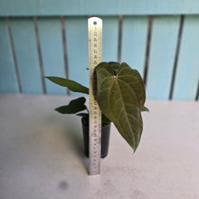 Load image into Gallery viewer, #FR4 Anthurium 'Iris' - 'Fat Face' x Dressleri - @aus.plantmum Hybrid