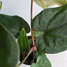 Load image into Gallery viewer, #FR4 Anthurium 'Iris' - 'Fat Face' x Dressleri - @aus.plantmum Hybrid