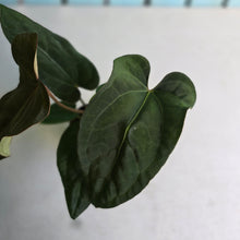 Load image into Gallery viewer, #FR4 Anthurium 'Iris' - 'Fat Face' x Dressleri - @aus.plantmum Hybrid
