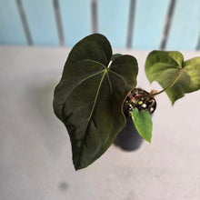 Load image into Gallery viewer, #FR8 Anthurium 'Iris' - 'Fat Face' x Dressleri - @aus.plantmum Hybrid