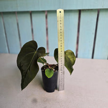 Load image into Gallery viewer, #FR8 Anthurium 'Iris' - 'Fat Face' x Dressleri - @aus.plantmum Hybrid