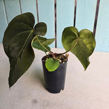 Load image into Gallery viewer, #FR8 Anthurium 'Iris' - 'Fat Face' x Dressleri - @aus.plantmum Hybrid