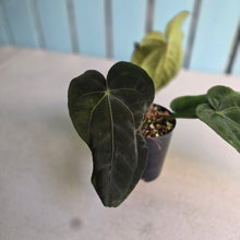 Load image into Gallery viewer, #FR8 Anthurium 'Iris' - 'Fat Face' x Dressleri - @aus.plantmum Hybrid