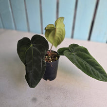 Load image into Gallery viewer, #FR8 Anthurium 'Iris' - 'Fat Face' x Dressleri - @aus.plantmum Hybrid