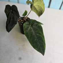Load image into Gallery viewer, #FR8 Anthurium 'Iris' - 'Fat Face' x Dressleri - @aus.plantmum Hybrid