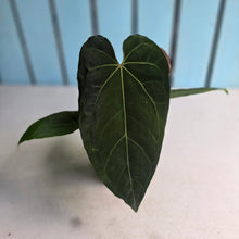 Load image into Gallery viewer, #FR42 Anthurium 'Iris' - 'Fat Face' x Dressleri - @aus.plantmum Hybrid
