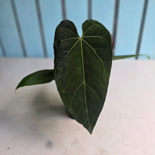 Load image into Gallery viewer, #FR42 Anthurium 'Iris' - 'Fat Face' x Dressleri - @aus.plantmum Hybrid
