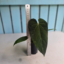 Load image into Gallery viewer, #FR42 Anthurium 'Iris' - 'Fat Face' x Dressleri - @aus.plantmum Hybrid