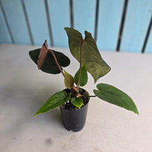 Load image into Gallery viewer, #FR42 Anthurium 'Iris' - 'Fat Face' x Dressleri - @aus.plantmum Hybrid