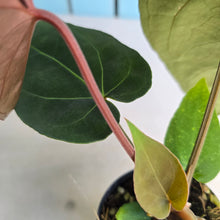 Load image into Gallery viewer, #FR42 Anthurium 'Iris' - 'Fat Face' x Dressleri - @aus.plantmum Hybrid