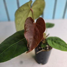 Load image into Gallery viewer, #FR42 Anthurium 'Iris' - 'Fat Face' x Dressleri - @aus.plantmum Hybrid