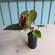Load image into Gallery viewer, #FR42 Anthurium 'Iris' - 'Fat Face' x Dressleri - @aus.plantmum Hybrid