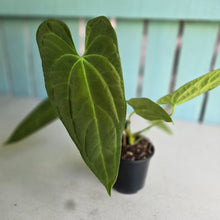 Load image into Gallery viewer, #FR32 Anthurium 'Nocturne' - Onyx x (Forgetii x Dressleri) - @aus.plantmum hybrid