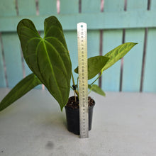 Load image into Gallery viewer, #FR32 Anthurium 'Nocturne' - Onyx x (Forgetii x Dressleri) - @aus.plantmum hybrid