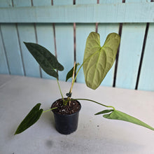 Load image into Gallery viewer, #FR32 Anthurium 'Nocturne' - Onyx x (Forgetii x Dressleri) - @aus.plantmum hybrid