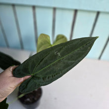 Load image into Gallery viewer, #FR32 Anthurium 'Nocturne' - Onyx x (Forgetii x Dressleri) - @aus.plantmum hybrid