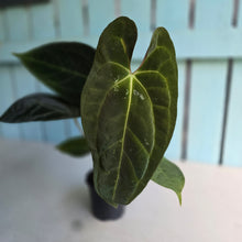 Load image into Gallery viewer, #FR31 Anthurium Besseae aff x Papillilaminum - @hoffmanihai Hybrid
