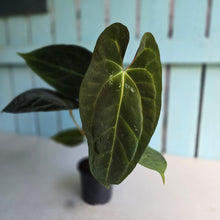 Load image into Gallery viewer, #FR31 Anthurium Besseae aff x Papillilaminum - @hoffmanihai Hybrid