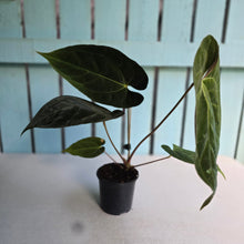 Load image into Gallery viewer, #FR31 Anthurium Besseae aff x Papillilaminum - @hoffmanihai Hybrid