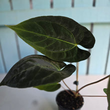 Load image into Gallery viewer, #FR31 Anthurium Besseae aff x Papillilaminum - @hoffmanihai Hybrid