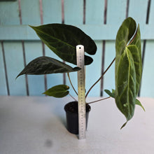 Load image into Gallery viewer, #FR31 Anthurium Besseae aff x Papillilaminum - @hoffmanihai Hybrid