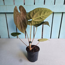 Load image into Gallery viewer, #FR31 Anthurium Besseae aff x Papillilaminum - @hoffmanihai Hybrid