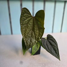 Load image into Gallery viewer, #FR36 Anthurium Dressleri x Luxurians - @hoffmanihai Hybrid