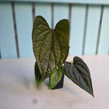 Load image into Gallery viewer, #FR36 Anthurium Dressleri x Luxurians - @hoffmanihai Hybrid