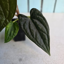 Load image into Gallery viewer, #FR36 Anthurium Dressleri x Luxurians - @hoffmanihai Hybrid