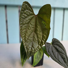 Load image into Gallery viewer, #FR36 Anthurium Dressleri x Luxurians - @hoffmanihai Hybrid