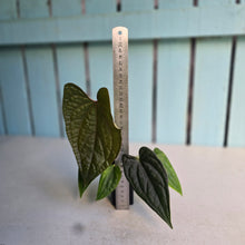 Load image into Gallery viewer, #FR36 Anthurium Dressleri x Luxurians - @hoffmanihai Hybrid
