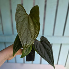 Load image into Gallery viewer, #FR36 Anthurium Dressleri x Luxurians - @hoffmanihai Hybrid