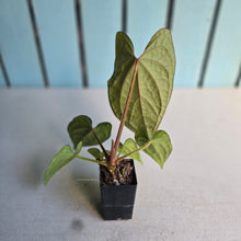 Load image into Gallery viewer, #FR36 Anthurium Dressleri x Luxurians - @hoffmanihai Hybrid