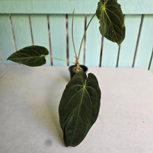 Load image into Gallery viewer, #FR48 Anthurium (Forgetii Hybrid x Dark Forgetii) x Dressleri