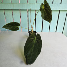 Load image into Gallery viewer, #FR48 Anthurium (Forgetii Hybrid x Dark Forgetii) x Dressleri