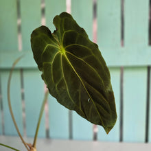 Load image into Gallery viewer, #FR48 Anthurium (Forgetii Hybrid x Dark Forgetii) x Dressleri