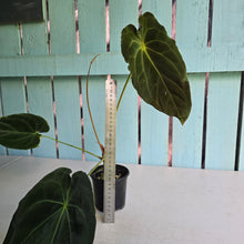 Load image into Gallery viewer, #FR48 Anthurium (Forgetii Hybrid x Dark Forgetii) x Dressleri