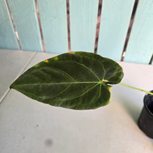Load image into Gallery viewer, #FR48 Anthurium (Forgetii Hybrid x Dark Forgetii) x Dressleri