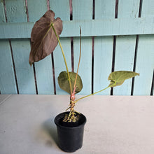 Load image into Gallery viewer, #FR48 Anthurium (Forgetii Hybrid x Dark Forgetii) x Dressleri