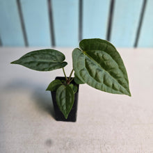Load image into Gallery viewer, #FR39 Anthurium Forgetii x Luxurians - @aus.plantmum Hybrid